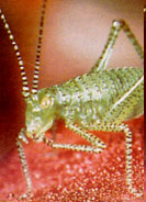 MICROCOSMOS